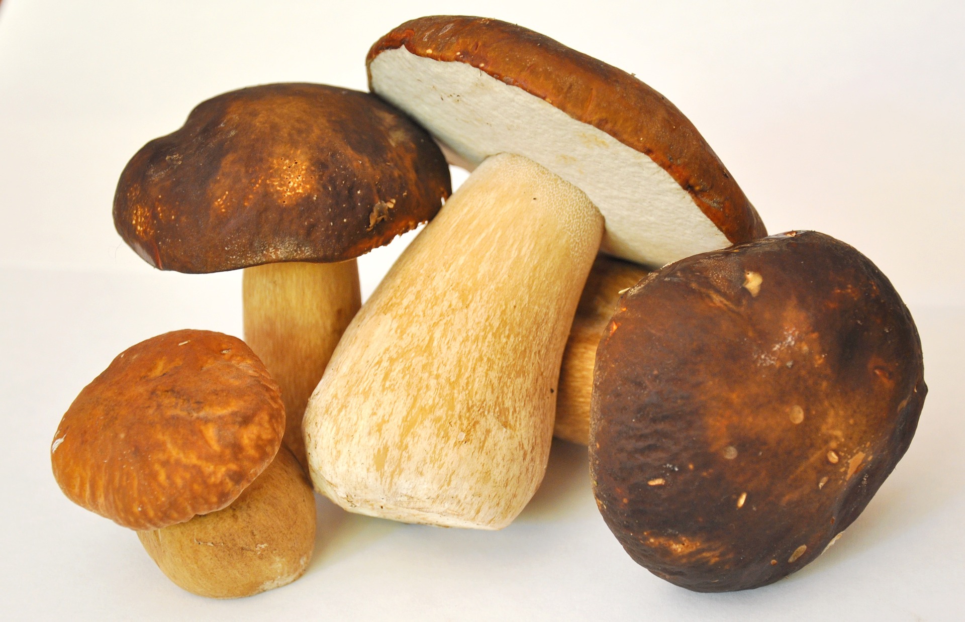 mushroom-913499_1920